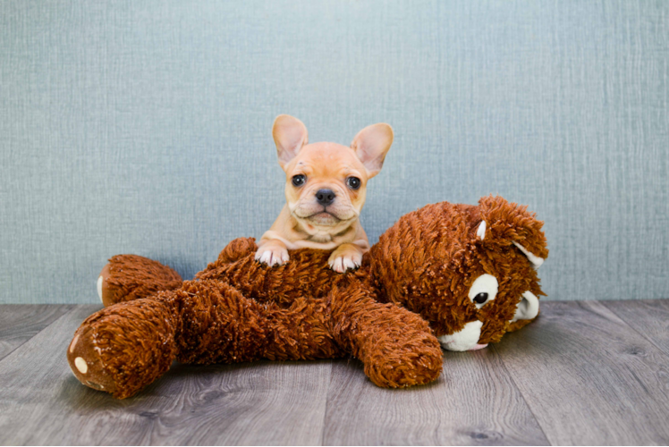 French Bulldog Puppy for Adoption