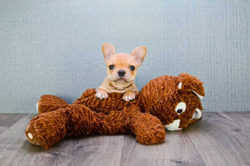 French Bulldog Puppy for Adoption