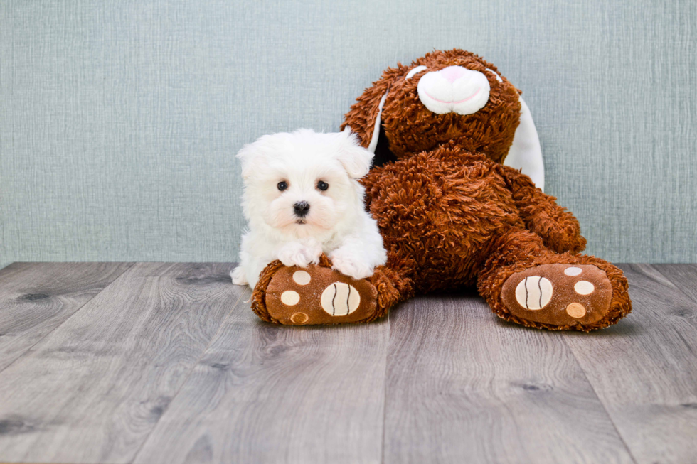 Cute Maltese Purebred Puppy