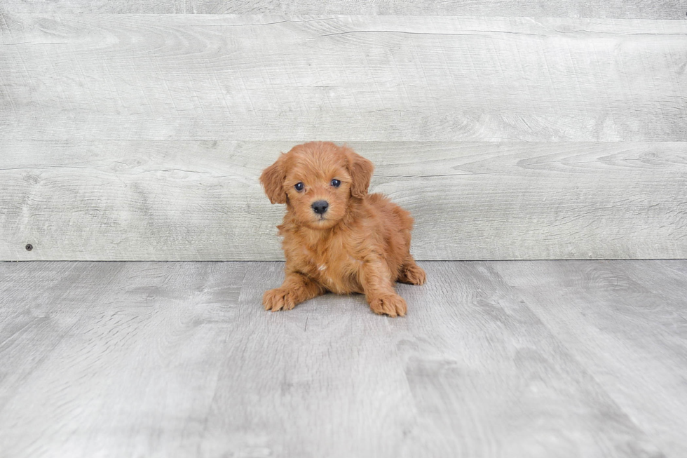 Mini Goldendoodle Puppy for Adoption