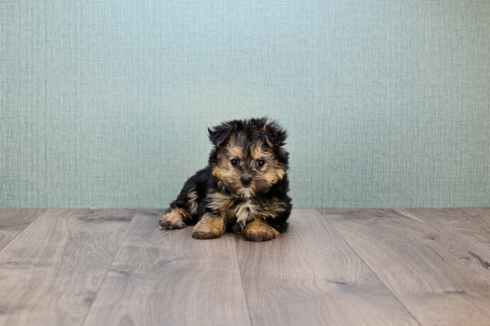 Friendly Morkie Baby