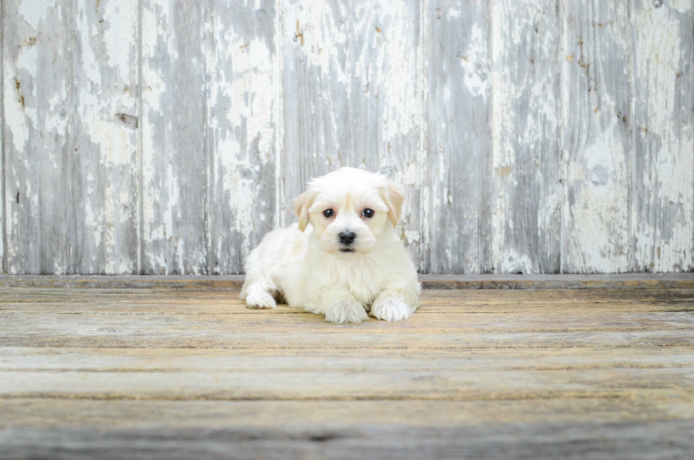 Maltipoo Pup Being Cute