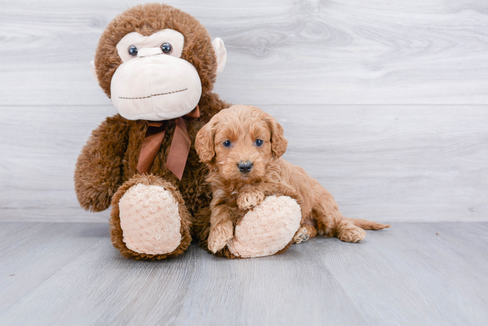 Smart Cockapoo Poodle Mix Pup