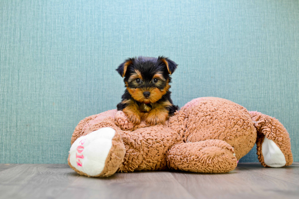 Meet Twinkle - our Yorkshire Terrier Puppy Photo 