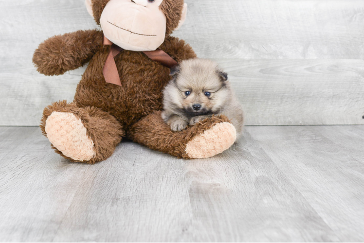 Sweet Pomeranian Purebred Puppy
