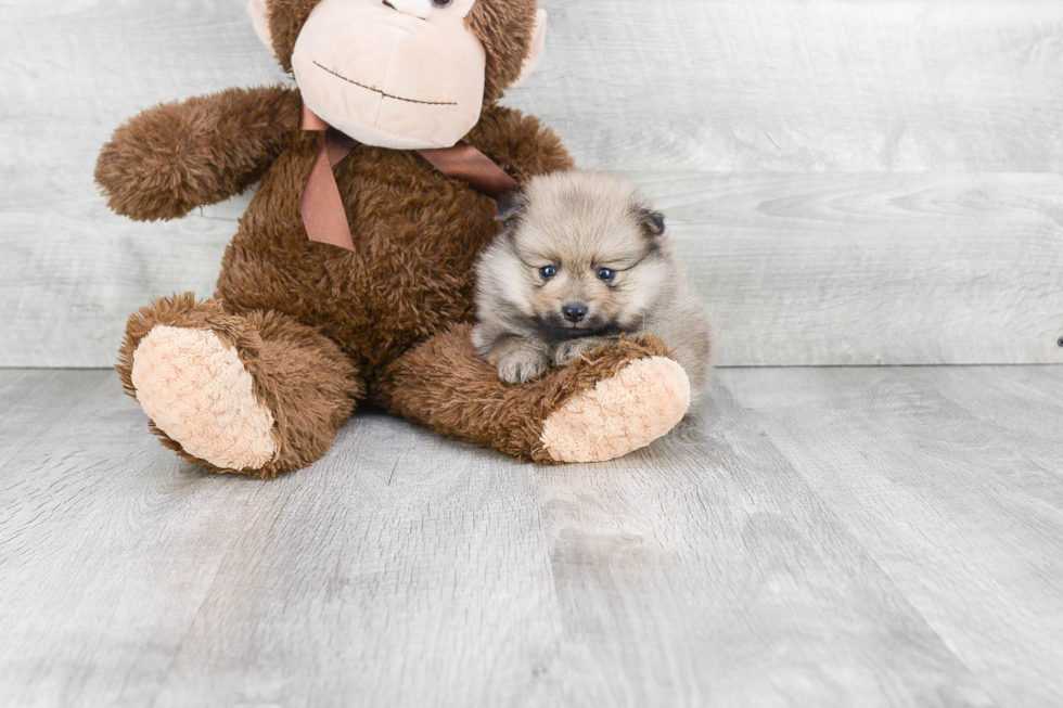Sweet Pomeranian Purebred Puppy