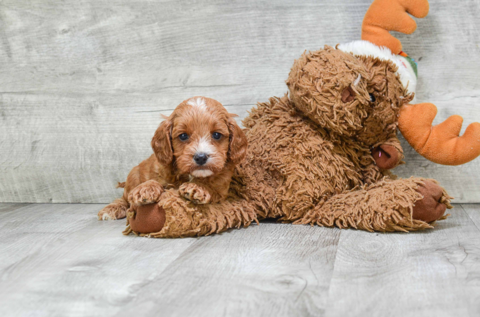 Cavapoo Pup Being Cute