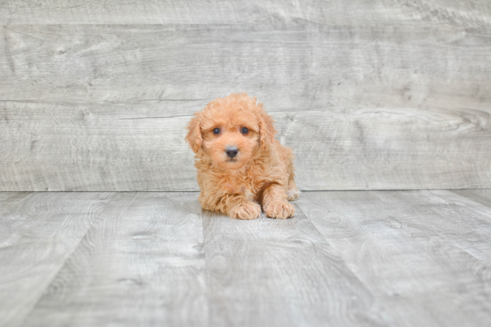 Fluffy Mini Goldendoodle Poodle Mix Pup