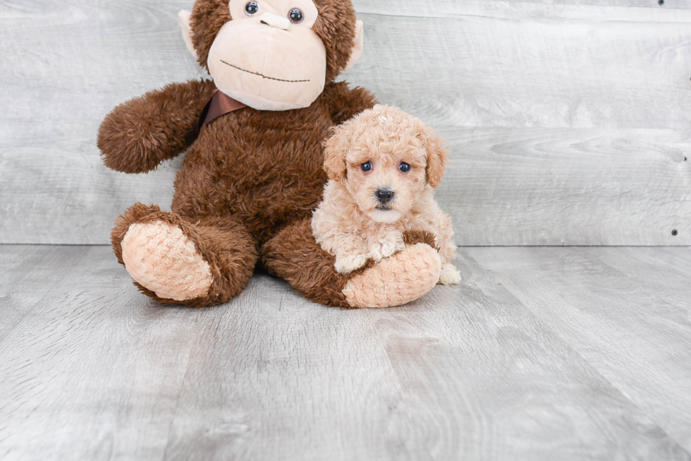 Petite Maltipoo Poodle Mix Pup