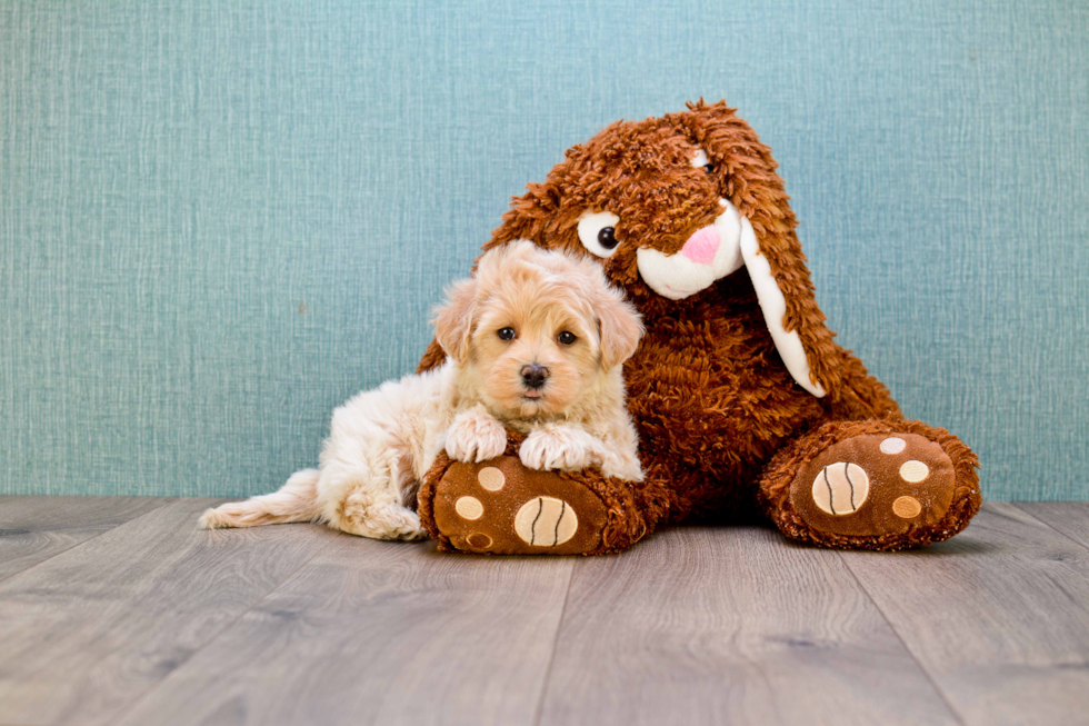 Hypoallergenic Maltepoo Poodle Mix Puppy