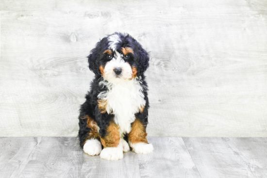 Popular Mini Bernedoodle Poodle Mix Pup