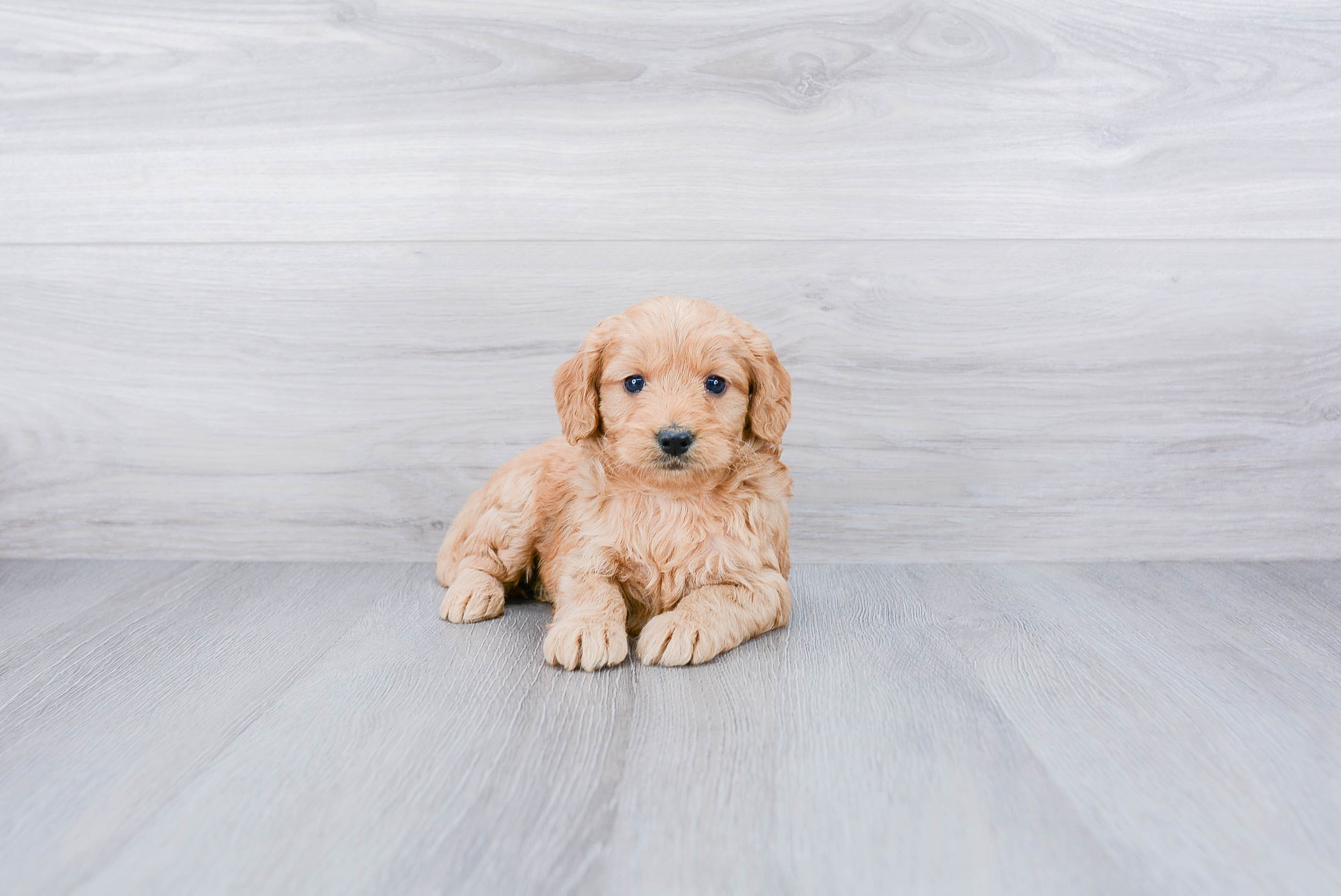 Little Golden Retriever Poodle Mix Puppy