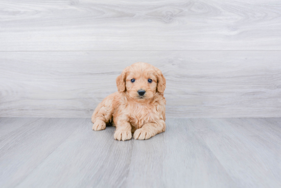 Little Golden Retriever Poodle Mix Puppy