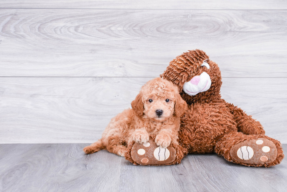 Fluffy Mini Goldendoodle Poodle Mix Pup