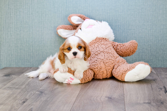 Little Cavalier King Charles Spaniel Baby