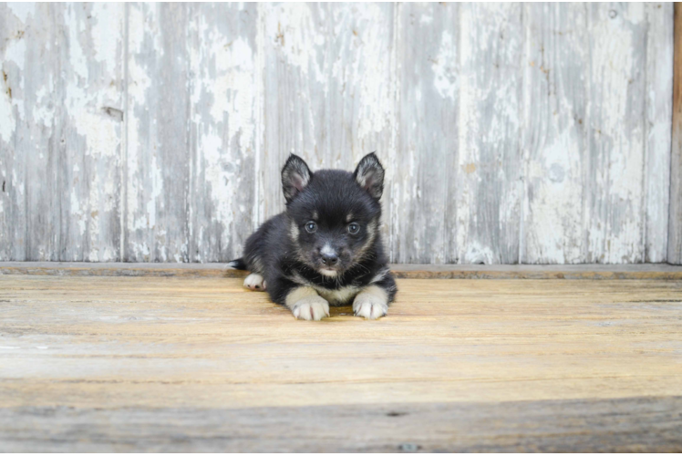 Best Pomsky Baby