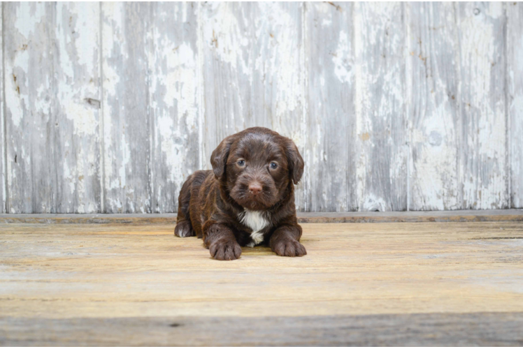 Smart Mini Labradoodle Poodle Mix Pup