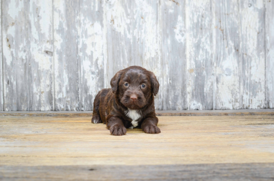 Smart Mini Labradoodle Poodle Mix Pup