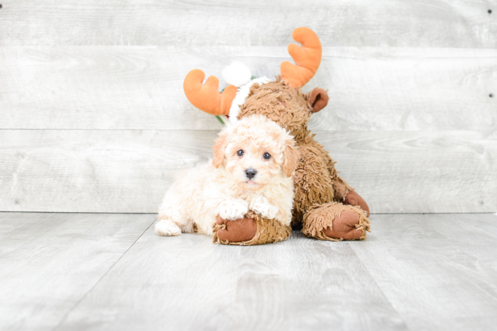 Maltipoo Pup Being Cute