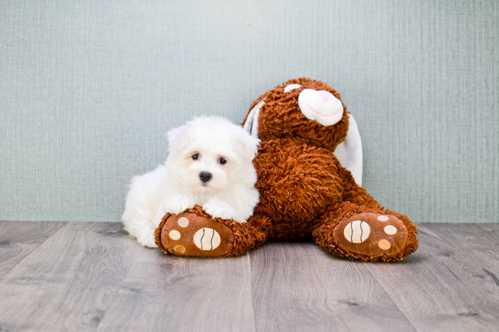 Maltipoo Pup Being Cute