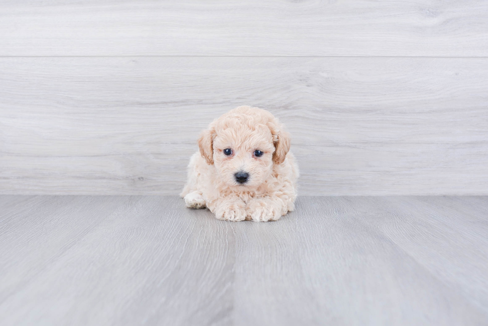 Maltipoo Puppy for Adoption