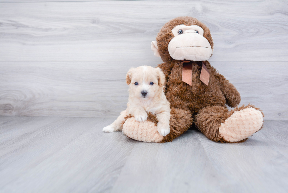 Friendly Maltipoo Baby