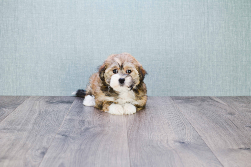 Havanese Puppy for Adoption