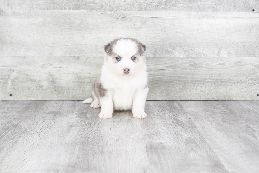 Pomsky Pup Being Cute