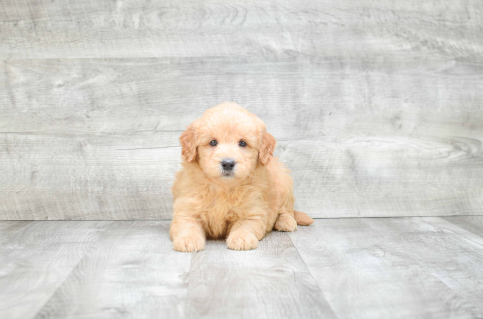 Mini Goldendoodle Puppy for Adoption