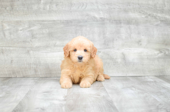 Mini Goldendoodle Puppy for Adoption