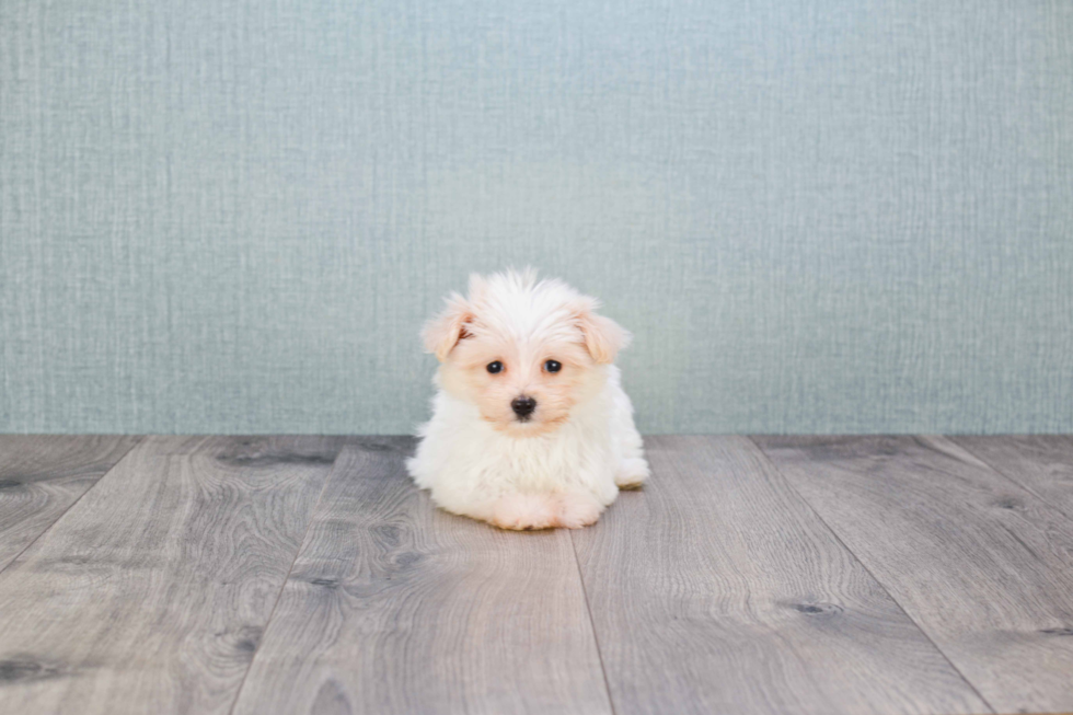 Fluffy Havanese Purebred Puppy