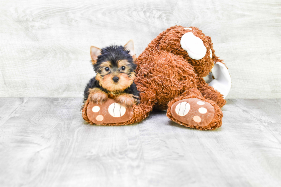 Meet Roscoe - our Yorkshire Terrier Puppy Photo 