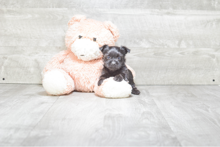 Friendly Morkie Baby