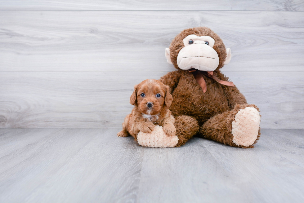 Cavapoo Pup Being Cute