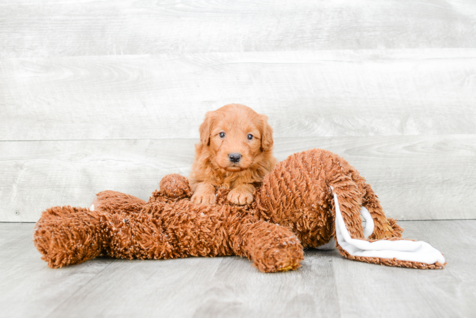 Playful Golden Retriever Poodle Mix Puppy