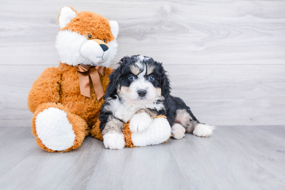 Funny Mini Bernedoodle Poodle Mix Pup