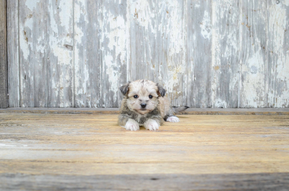 Popular Morkie Designer Pup