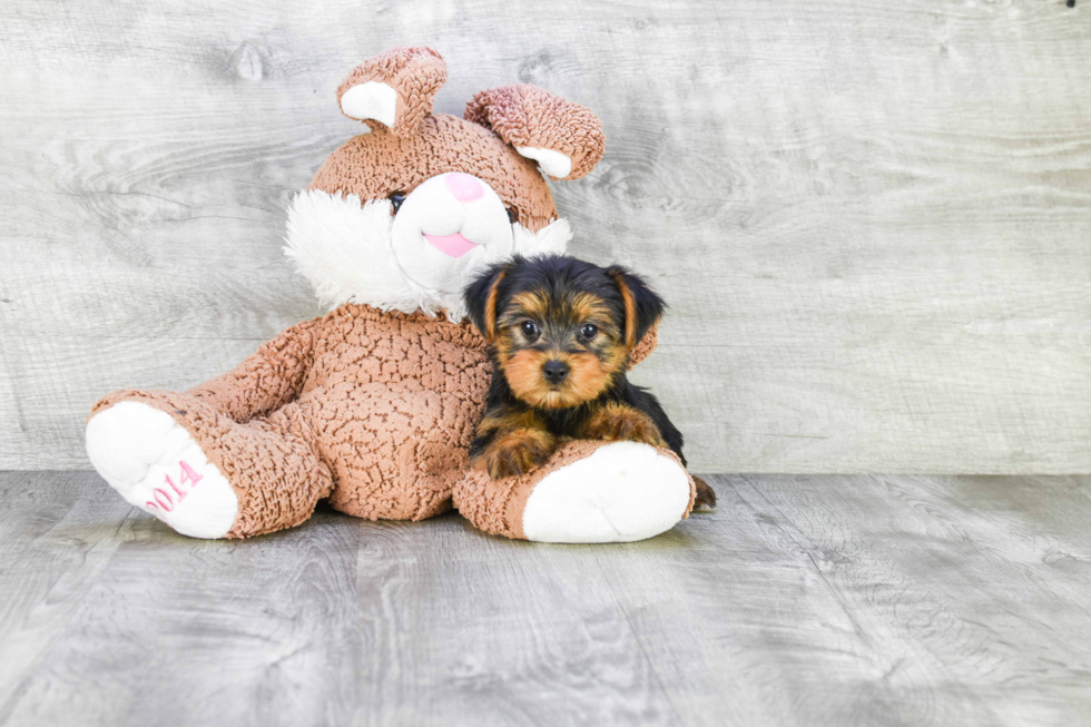 Meet Joey - our Yorkshire Terrier Puppy Photo 