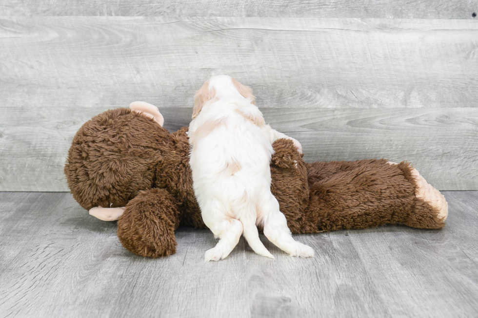 Cavachon Pup Being Cute