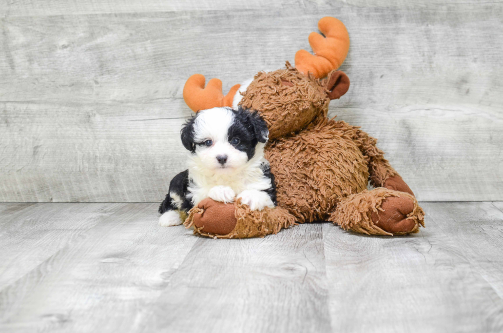 Mini Aussiedoodle Puppy for Adoption