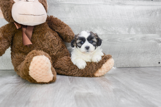 Friendly Teddy Bear Baby