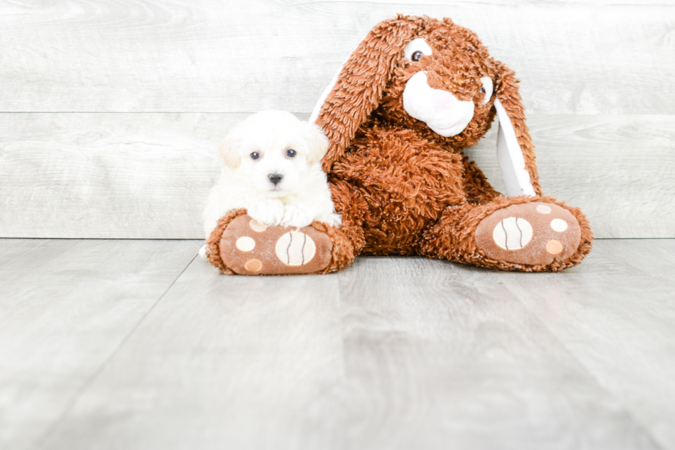 Maltipoo Pup Being Cute
