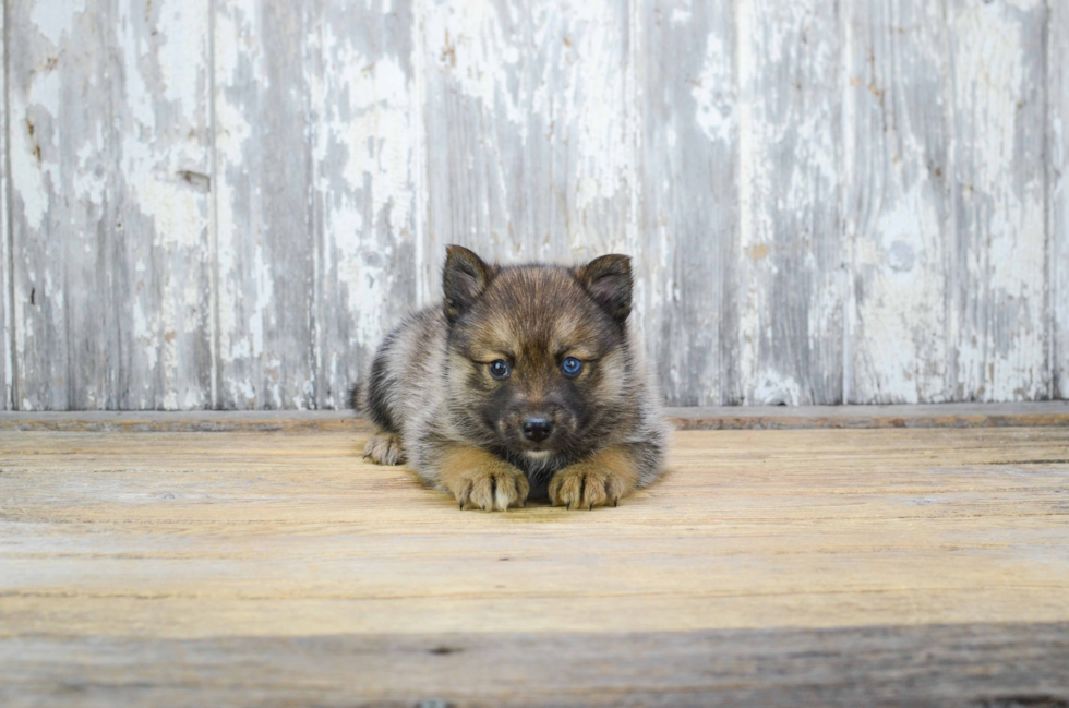 Energetic Mini Husky Designer Puppy