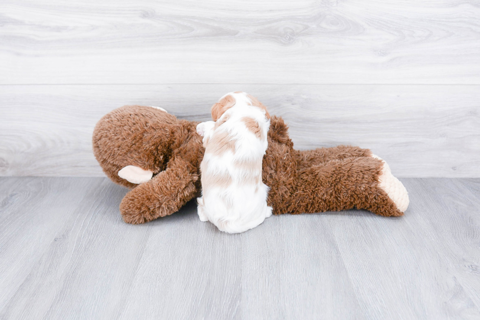 Cavalier King Charles Spaniel Pup Being Cute