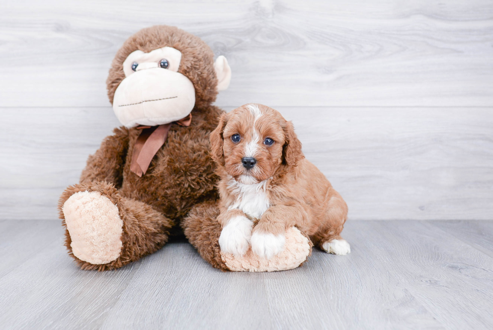 Cavapoo Pup Being Cute