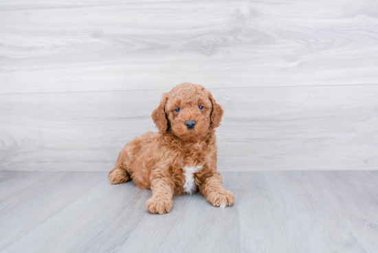 Sweet Mini Goldendoodle Baby