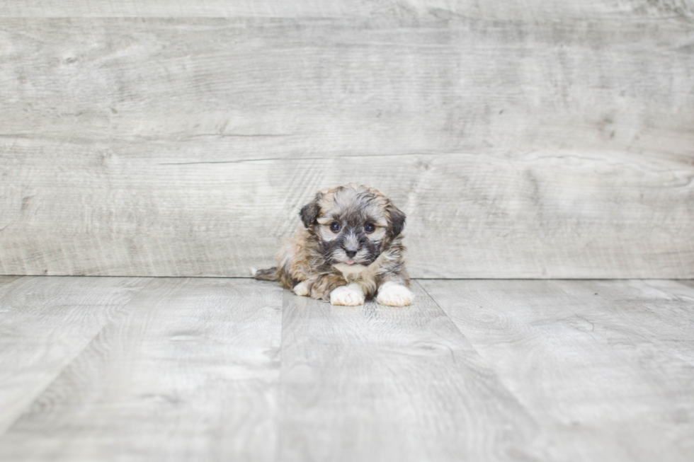 Funny Havanese Baby