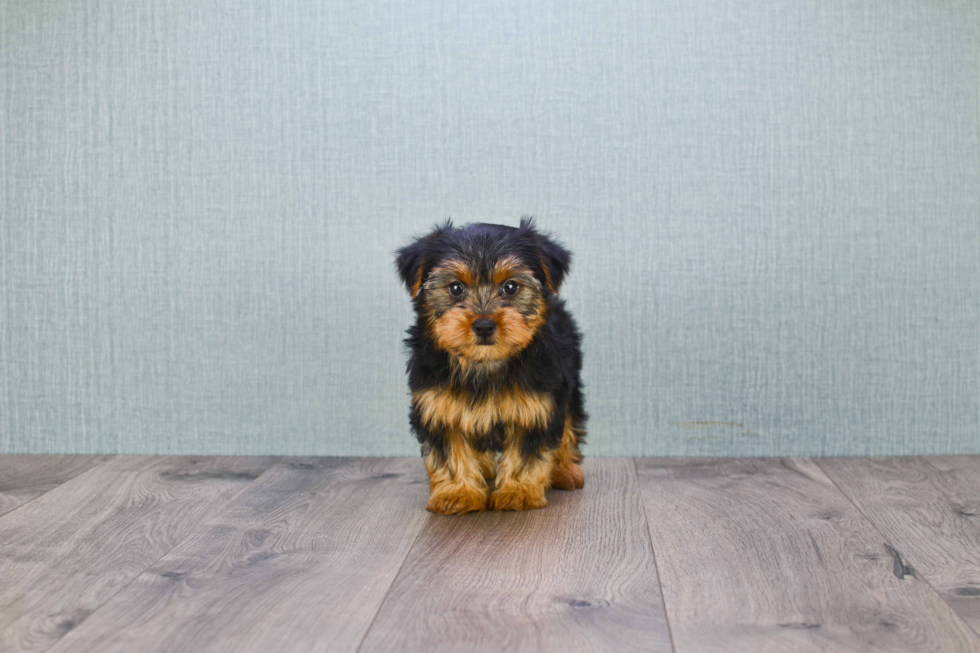 Meet Izzie - our Yorkshire Terrier Puppy Photo 