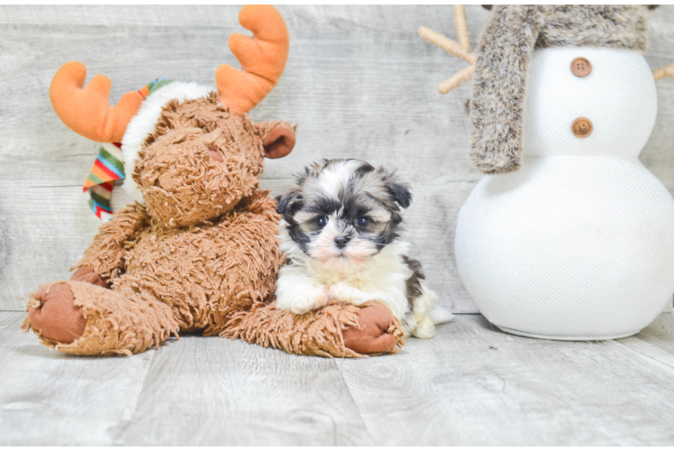 Friendly Havanese Purebred Pup