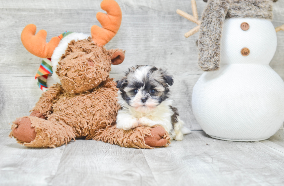 Friendly Havanese Purebred Pup